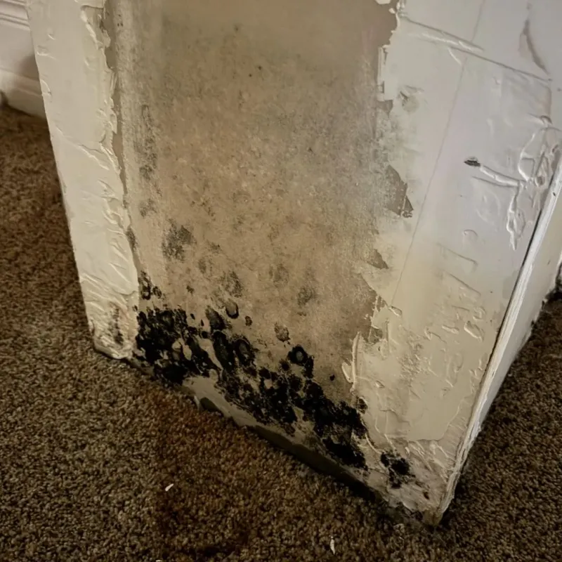 Professional Mold Removal in East Porterville, CA
